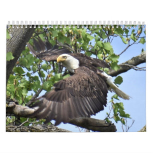 Calendário de Aves e Patos