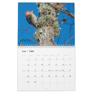 Calendário de Aves para Pica-Pau 2025