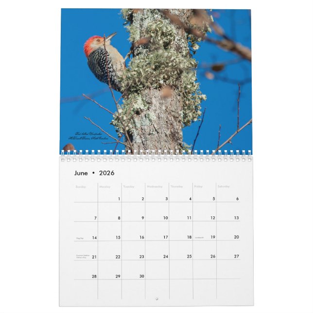 Calendário de Aves para Pica-Pau 2025 (Jun 2026)