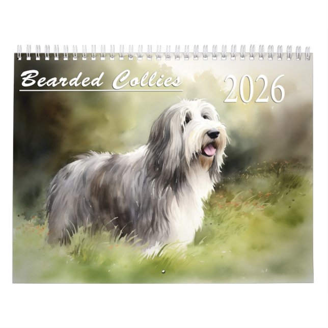 Calendário de Bearded Collies 2026 (Capa)