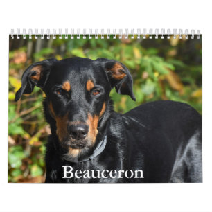 Calendário de Beauceron