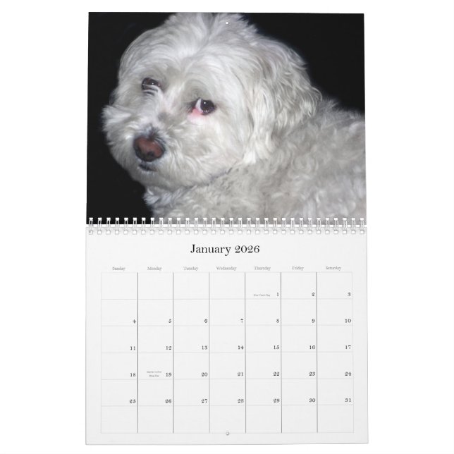Calendário de Bichon Frisé (Jan 2026)