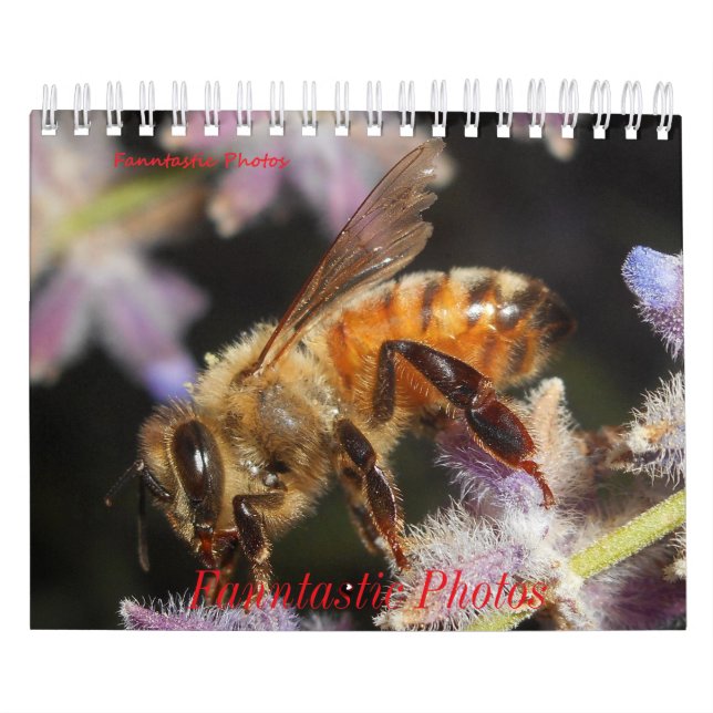 Calendário de Bugs e Flores (Capa)