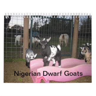 calendário de cabra anã nigeriana