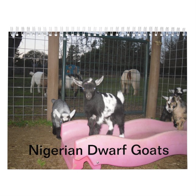 calendário de cabra anã nigeriana (Capa)