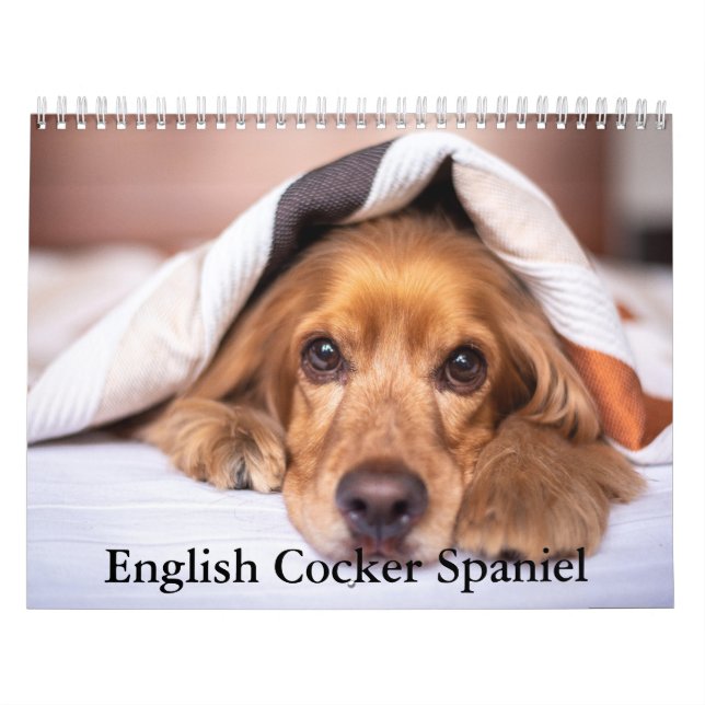 Calendário de Cachorros de Choque Inglês (Capa)