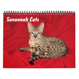 Calendário de Cat do Serval Savannah