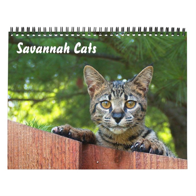Calendário de Cat do Serval Savannah (Capa)