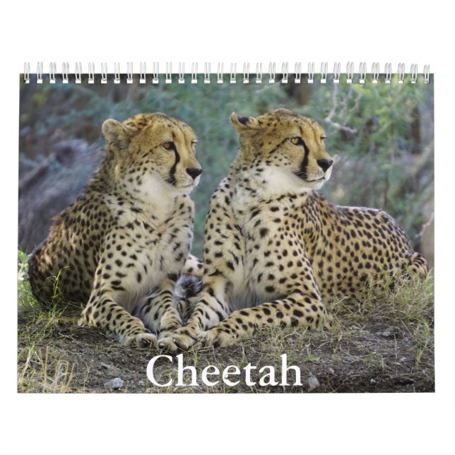 Calendário de Chita (Capa)