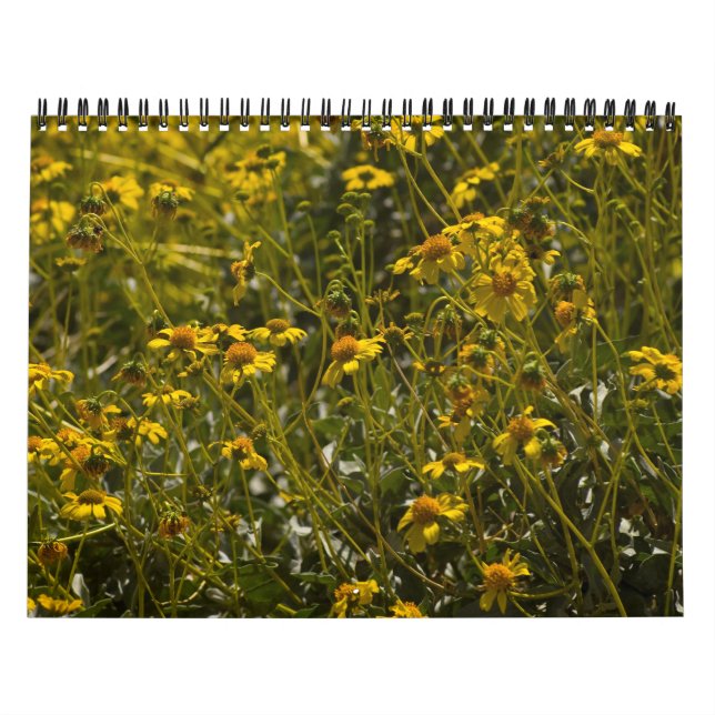 Calendário de Escrituras de Flor Selvagem 2013 (Capa)
