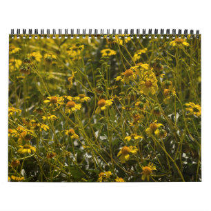 Calendário de Escrituras de Flor Selvagem 2013