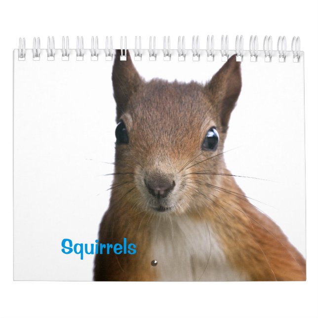 Calendário de Esquilos (Capa)