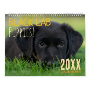 Calendário de Filhotes de Labrador Preto Cachorro