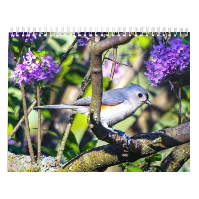 Calendário de Foto de Aves Selvagens (Capa)