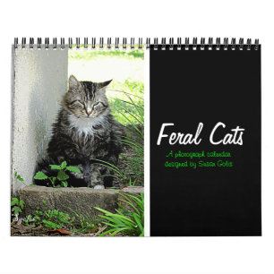 Calendário de Fotografias de Gatos Feral