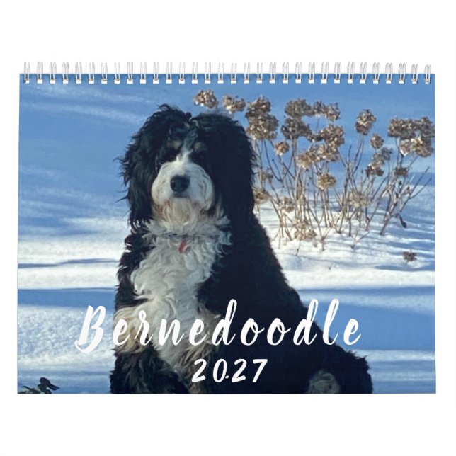 Calendário de fotos do Bernedoodle 2026 (Capa)