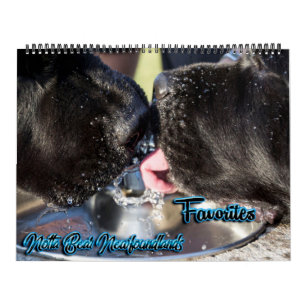 Calendário de Fotos Favoritas do Notta Bear