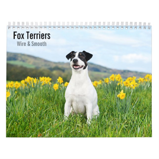 Calendário de Fox Terriers Wire & Smooth 2027 (Capa)