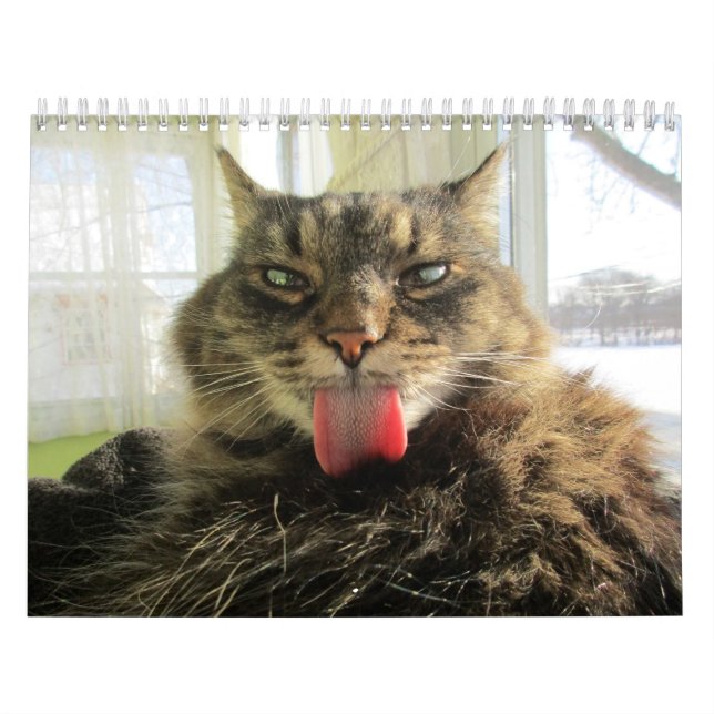 Calendário de Gatinhos de Maine Coon (Capa)