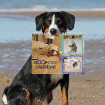 Calendário de gato bobo de 2026