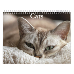 Calendário de Gatos
