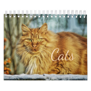 Calendário de Gatos