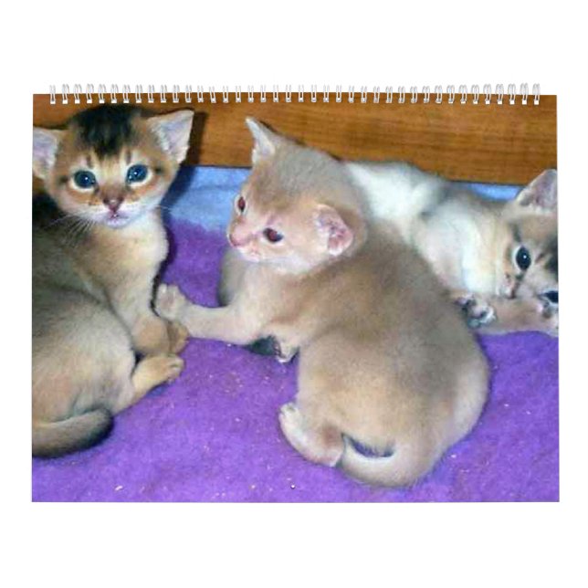 Calendário de Gatos Aby Kittens (Capa)