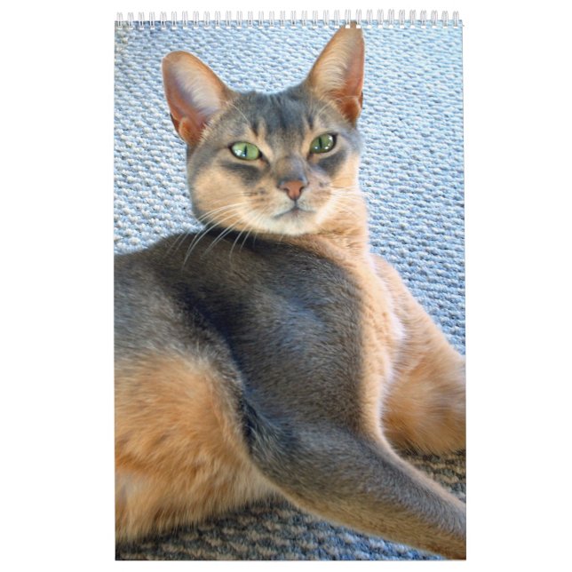 Calendário de Gatos e Gatinhos da Abissínia (Capa)
