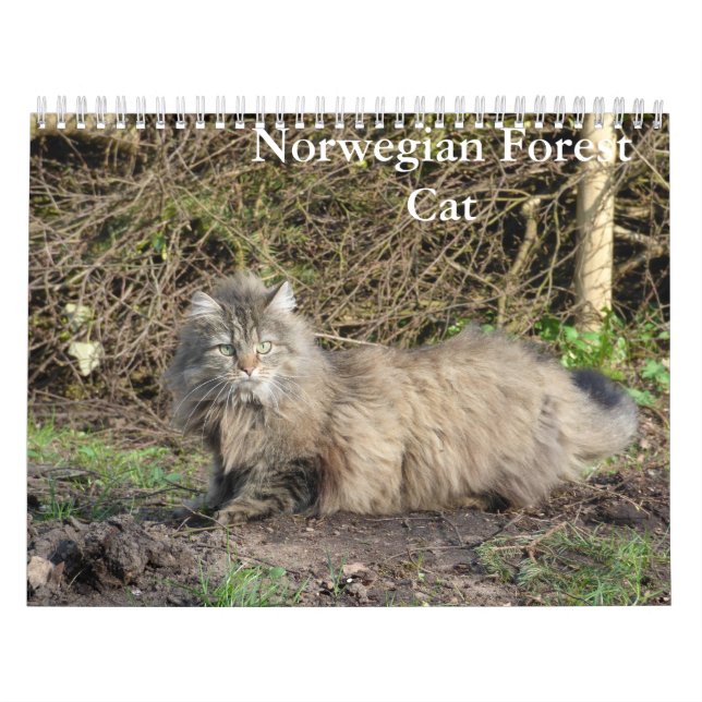 Calendário de Gatos Florestais Noruegueses (Capa)