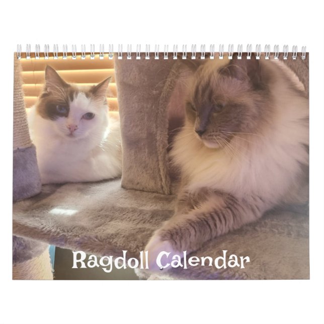 Calendário de Gatos Ragdoll (Capa)