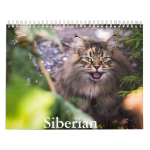 Calendário de Gatos Siberianos