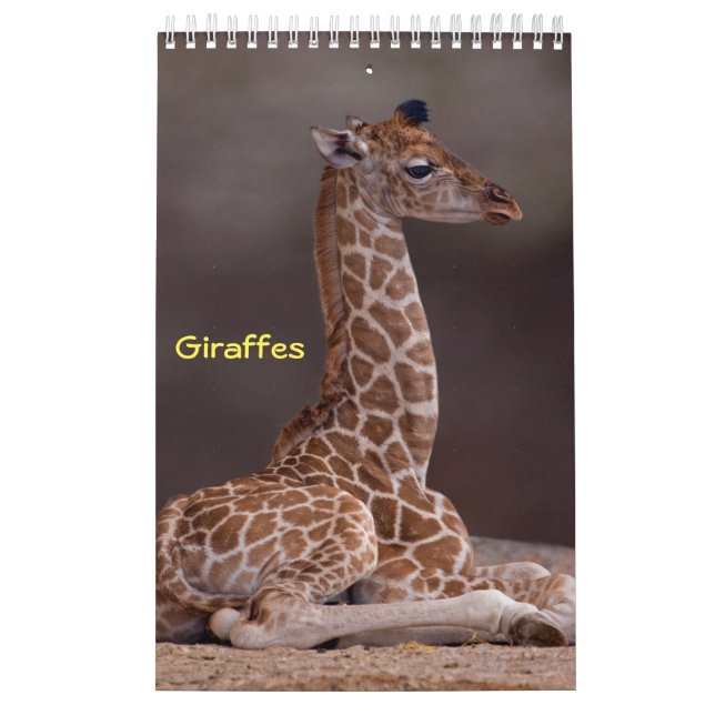 Calendário de Girafas (Capa)