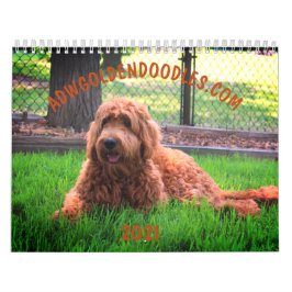 Calendário de Goldendoodle