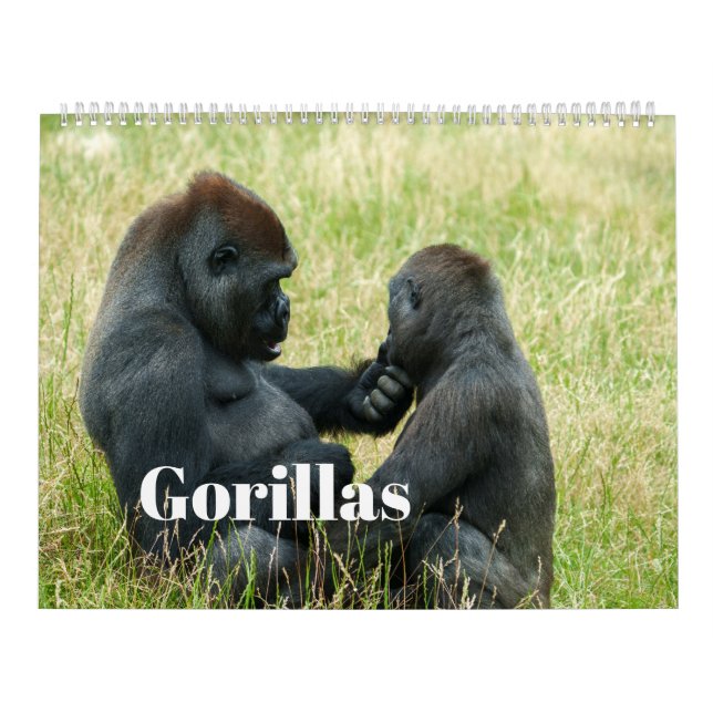 Calendário de Gorilla 2026 (Capa)
