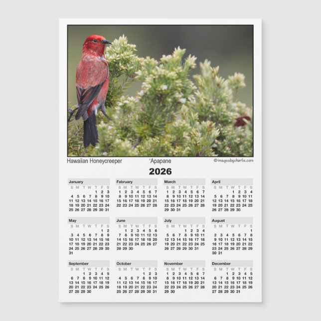 Calendário de Ímã 5x7 de 2026 Apapane Pássaro Hava (Frente)