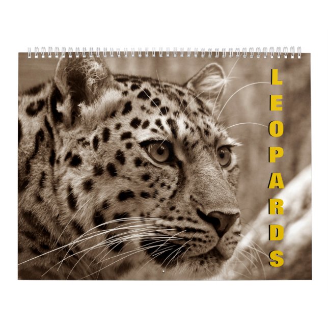 Calendário de Leopardos (Capa)