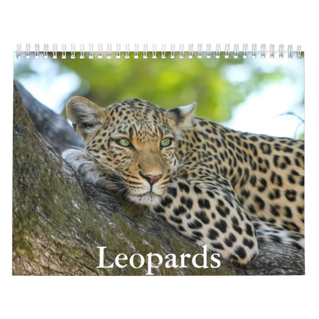 Calendário de Leopardos (Capa)