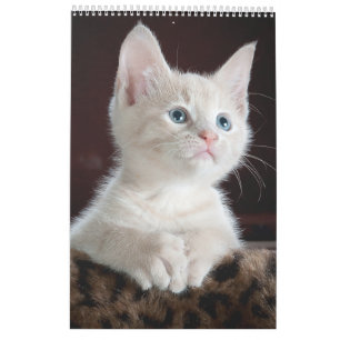 Calendário de Movimentação de Gatos