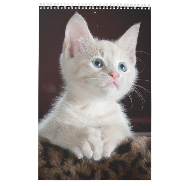 Calendário de Movimentação de Gatos (Verso)