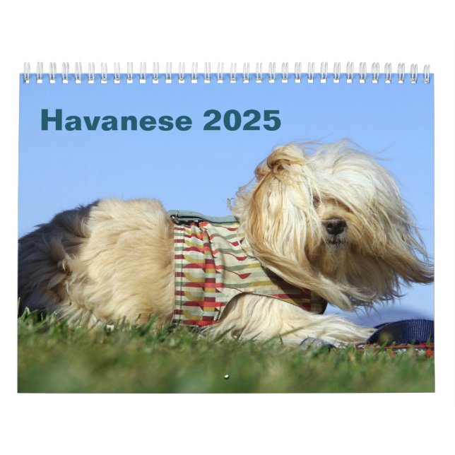 Calendário de Muro do Havanês 2025 (Capa)