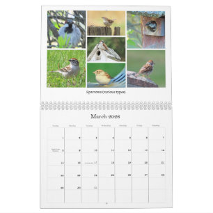 Calendário de Observação de Pássaros de 2026