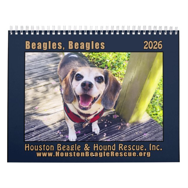 Calendário de parede Beagles Beagles 2026 (Capa)