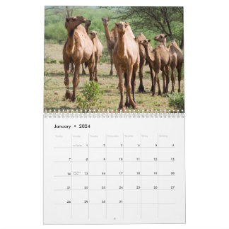 Calendário de Parede Camel