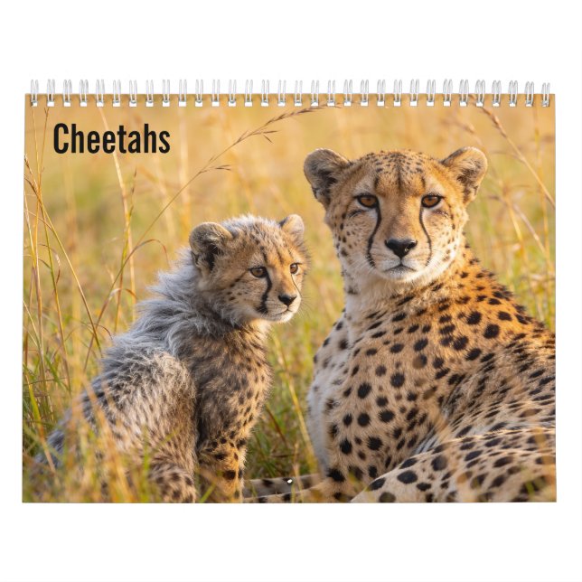 Calendário de parede Cheetahs 2027 (Capa)