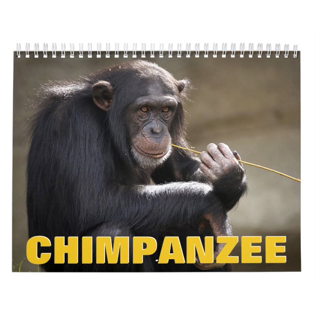 Calendário de Parede Chimpanzé (Capa)