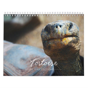 Calendário de parede da tartaruga