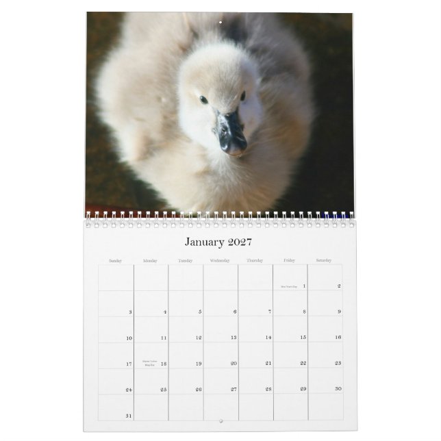 Calendário de parede das cisnes pretas & dos (Jan 2027)