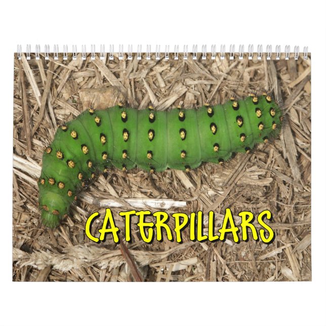 Calendário de parede das lagartas (Capa)