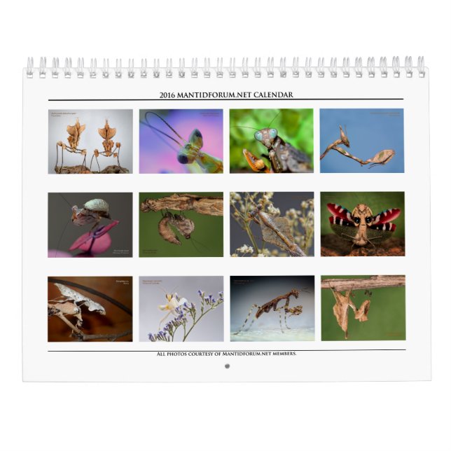 Calendário de Parede de Alta Resolução Mantidforum (Verso)