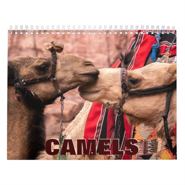Calendário de Parede de Camelos (Capa)
